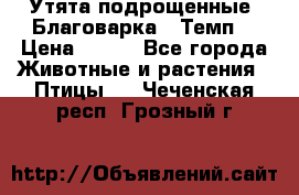 Утята подрощенные “Благоварка“,“Темп“ › Цена ­ 100 - Все города Животные и растения » Птицы   . Чеченская респ.,Грозный г.